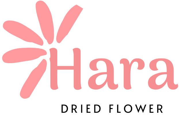 Hoa Khô Trang Trí Hara